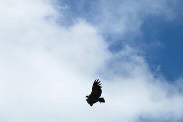 تختخواب و صبحانه Alto Verde Hosteria