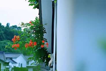 Pension Xihu Memories Tree