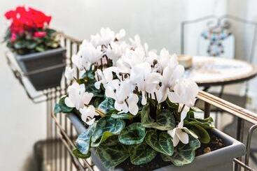 ベッドアンドブレックファースト Palazzo Mari