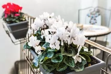 Aamiaismajoitus (B&B) Palazzo Mari