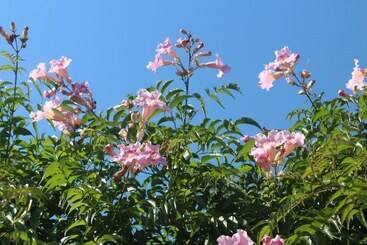 Bed and Breakfast African Violet