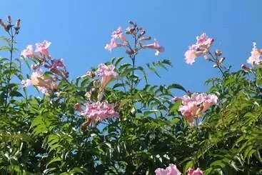 ベッドアンドブレックファースト African Violet