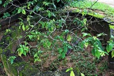 פנסיון Ocean Si Mansion