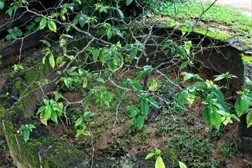 Pension Ocean Si Mansion