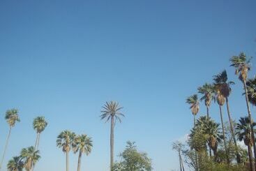 Pension (Hôtel basse catégorie) Riad Taroudant Palmiers