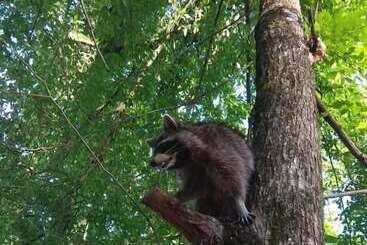 Пансион Rucheek