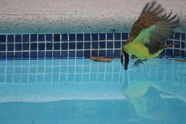 پانسیون Selva Linda Lodge Vacation Rentals