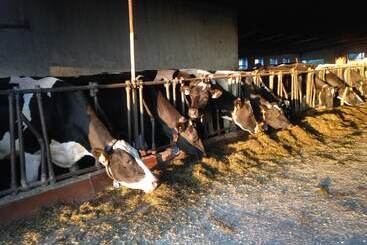 乡村酒店  Ferienhof Löw