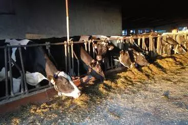 Hotel di Montagna Ferienhof Löw