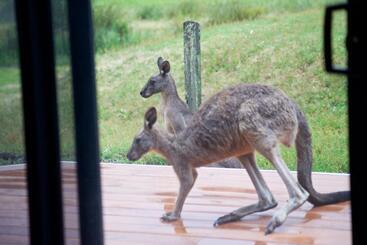 ツーリストアパートメント Gumnut Villa