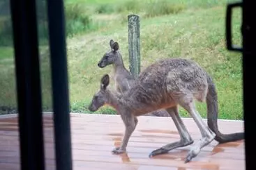 Apartaments turístics Gumnut Villa