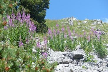 بنسيون Domaine Du Murier