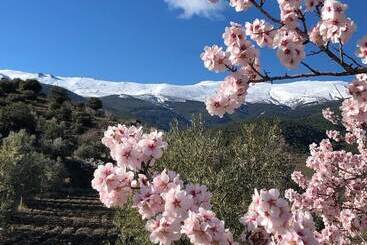 فندق Boutique Molino De Enmedio