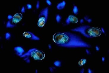 Hotel Yuhikaigan Shokaku