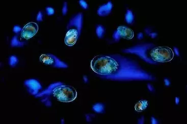 Hotelli Yuhikaigan Shokaku