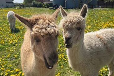 Setcops Farm Holiday Cottages