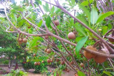 Daaven's Island Resort