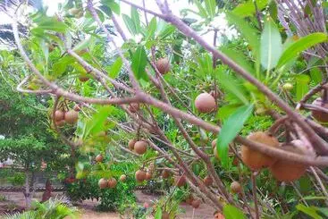 Daaven's Island Resort