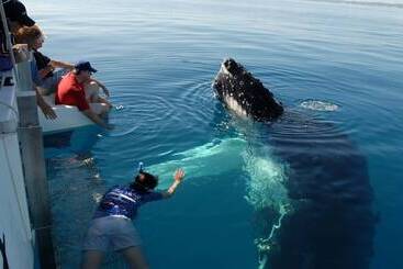 Hôtel Woolshed Eco Lodge