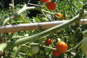 Bed and Breakfast Villa Primaluce