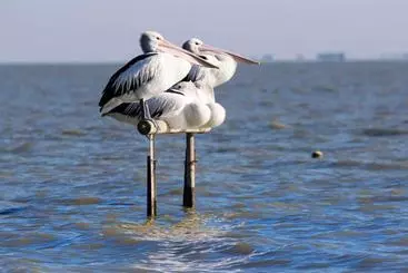 ペンション Pelican Perch Retreat