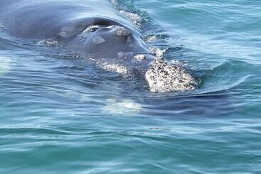 فندق Arniston Seaside Cottages