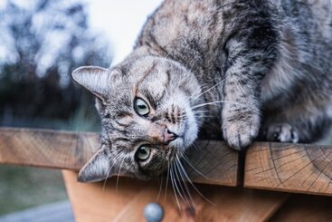 Hotel Oasis Yurt Lodge