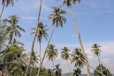 ホテル The Flame Tree Estate &