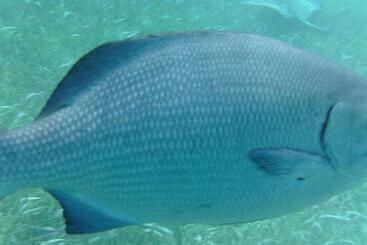 ベッドアンドブレックファースト The Crimson Orchid Inn At Orchid Bay