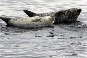 Restaurant Motel L étoile Du Nord