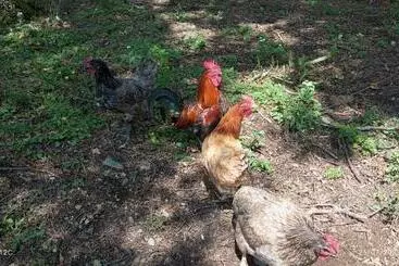 ベッドアンドブレックファースト Chambre D Hôtes Saint Jacob Relais De Chasse Du Xviii Siècle