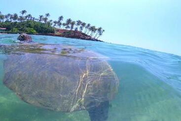 Pensiune Coconut Reach