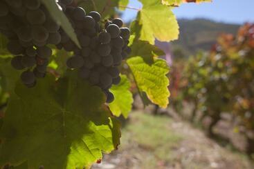 בית מלון כפרי Rural Da Quinta Do Silval