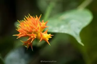 Hôtel Safio. Una Casa En El Paraiso