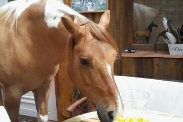 בית מלון כפרי Funny Farm