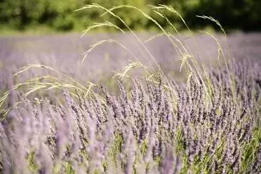 Hotel Hôtel Villa Walbaum