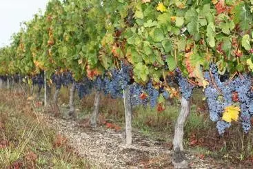 تختخواب و صبحانه Chateau Couchebout