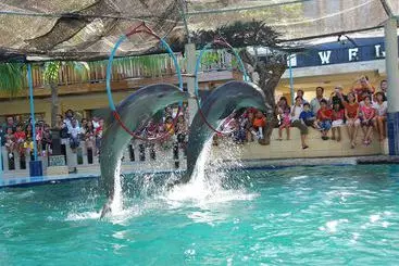 Отель Dolphin  Bali