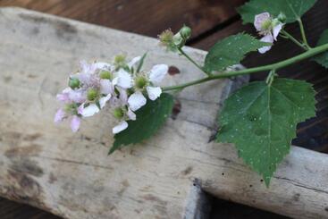فندق Rocca Di Arignano