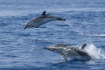 Apartament Residenza Capriccioli