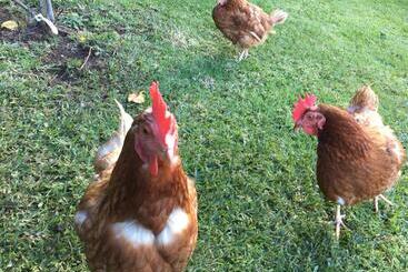 Bed and Breakfast Beynon&bolton’s Country Loft Escape