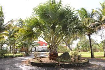 مبيت وإفطار Domaine Des Oiseaux Réunion