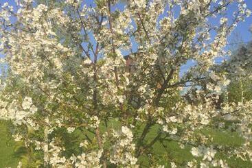 پانسیون Tango Margo