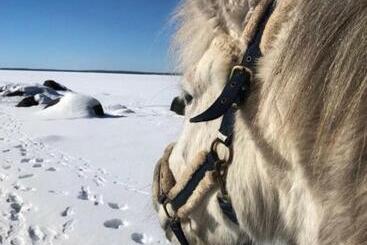 هتل Det Gamla Panget