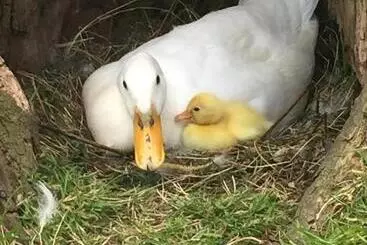 Bed and Breakfast Droomgaerd
