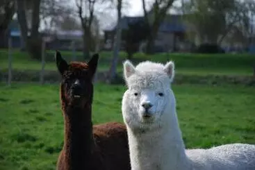 ペンション La Bergerie   Gîte Et Chambres D Hôtes