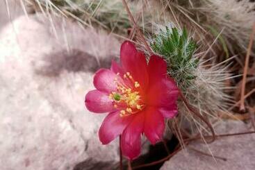 شقة فندقية Cabaña Flor De Cardón Juella