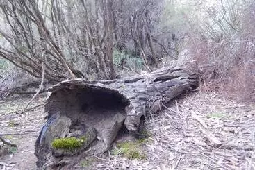 ペンション Wedgetaildown