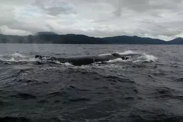 Hôtel Ostional River