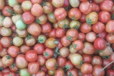 Majatalo Filomena Lodge